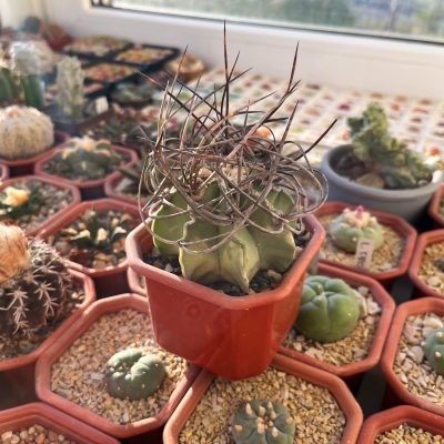 Astrophytum crassispinum f. variegata - Зображення 2