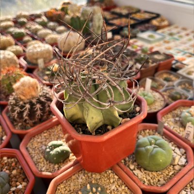 Astrophytum crassispinum f. variegata - Зображення 3