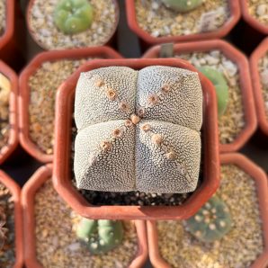 Astrophytum myriostigma cv. Onzuka