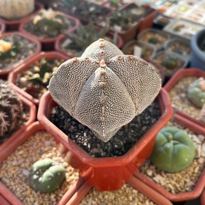 Astrophytum myriostigma cv. Onzuka - Зображення 2