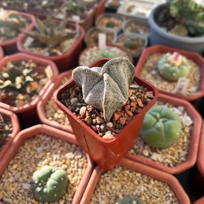 Astrophytum myriostigma f. tricostatus - Зображення 2