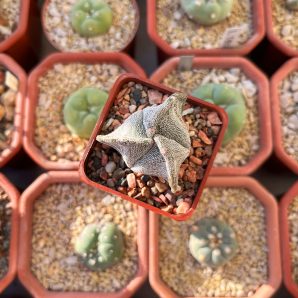 Astrophytum myriostigma f. tricostatus
