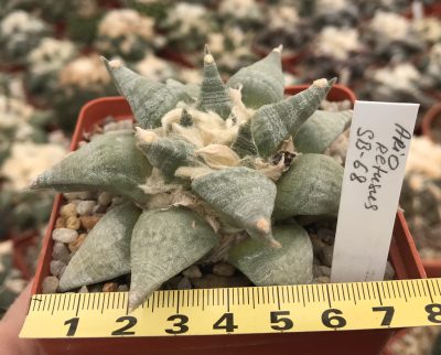Ariocarpus retusus SB 68
