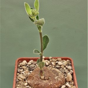 brachystelma-aff.-lancasteri-manda-tanzania-1