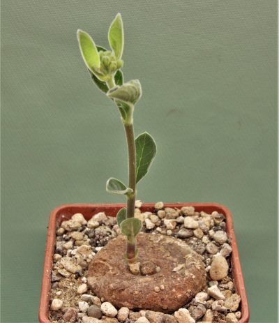 brachystelma-aff.-lancasteri-manda-tanzania-1
