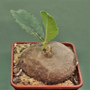 brachystelma-aff.-lancasteri-manda-tanzania-2