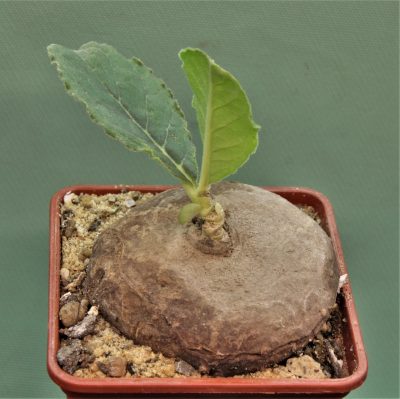 brachystelma-aff.-lancasteri-manda-tanzania-2