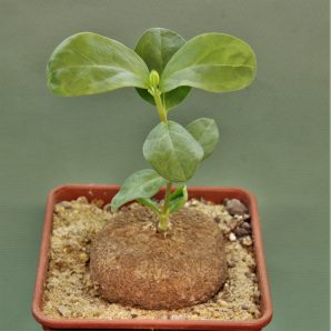 brachystelma-aff.-plocamoides-malawi-1.