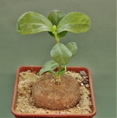 brachystelma-aff.-plocamoides-malawi-1.