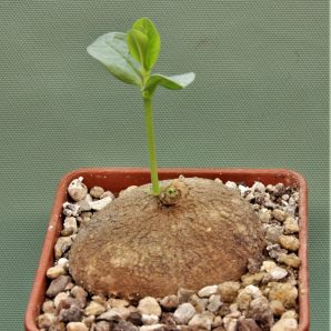 brachystelma-aff.-plocamoides-malawi-2.