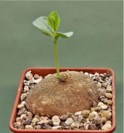 brachystelma-aff.-plocamoides-malawi-2.