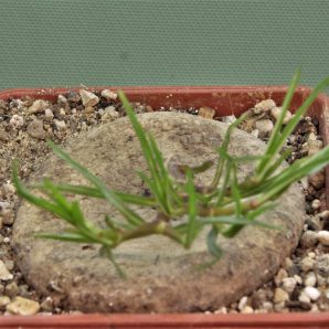 brachystelma-plocamoides-nord-western-prov.-zambia-2
