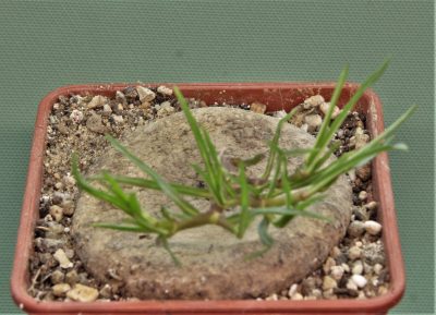 brachystelma-plocamoides-nord-western-prov.-zambia-2