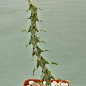 ceropegia-simoneae-‘green-form | 25