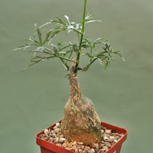 cissus-tuberosus-tehuacan-canyon