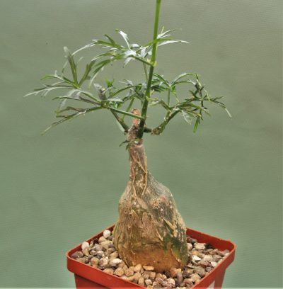 cissus-tuberosus-tehuacan-canyon