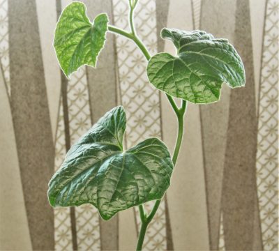 coccinia-sp.-doroma-prov.-tanzania - Зображення 2