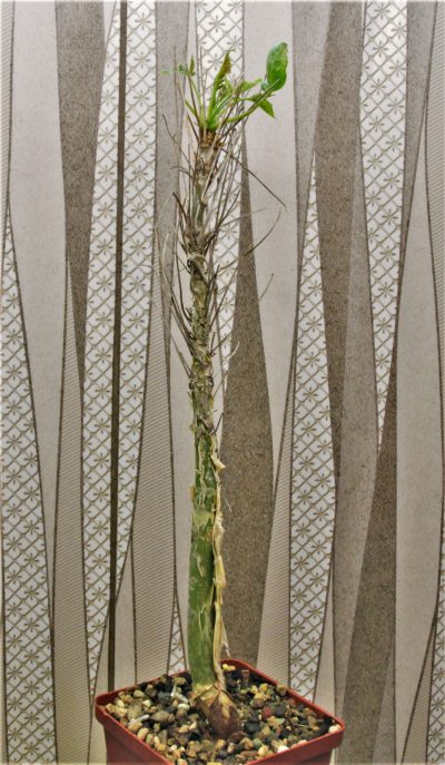 commiphora-longipedicelata-pv-2704.-kenia. - Зображення 2