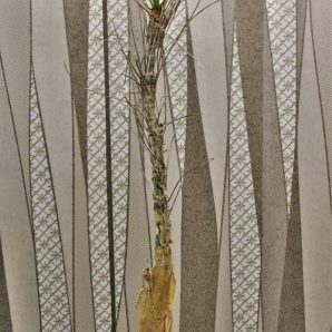 commiphora-longipedicelata-pv-2704.-kenia.