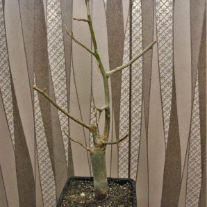 commiphora-sp.blue-peeling-bark.-doroma-prov.-tanzania-1
