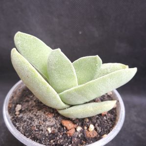 Crassula falcata