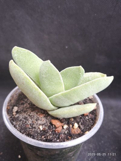 Crassula falcata
