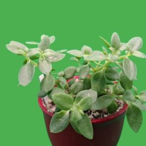 Crassula volkensii
