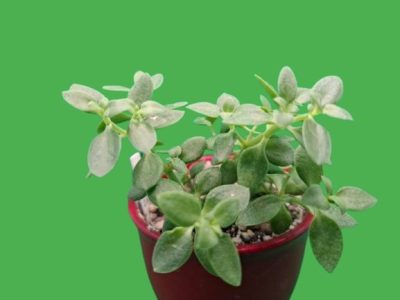 Crassula volkensii