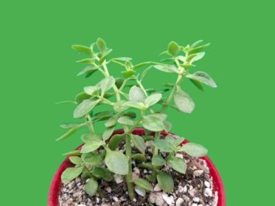 Crassula volkensii - Зображення 2
