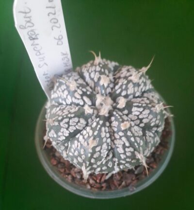 Astrophytum hybrid SK Multi-hybrid