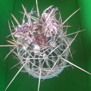 Echinofossulocactus anfractuosus