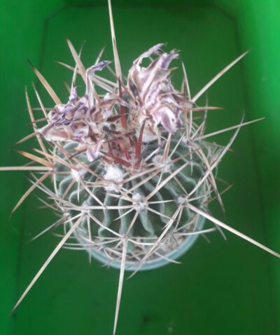 Echinofossulocactus anfractuosus