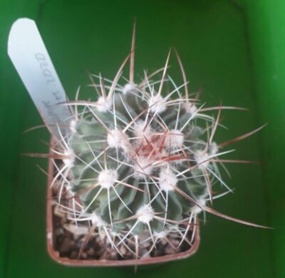Echinofossulocactus albatus
