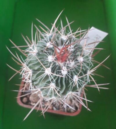 Echinofossulocactus lloydi