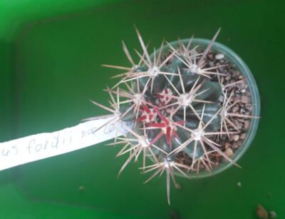 FEROCACTUS fordii