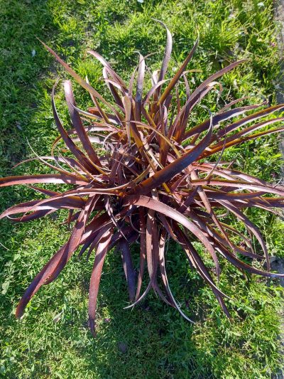 Cryptbergia rubra - Зображення 2