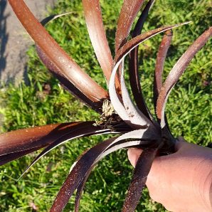 Cryptbergia rubra
