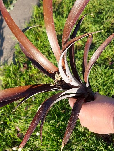 Cryptbergia rubra