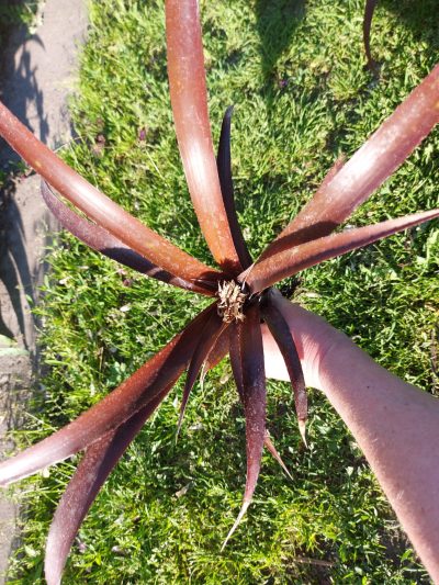 Cryptbergia rubra - Зображення 4