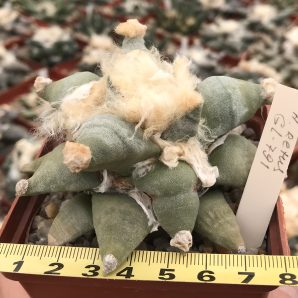 Ariocarpus retusus