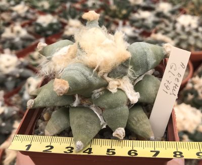Ariocarpus retusus