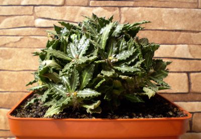 Euphorbia tulearensis №2 - Зображення 3