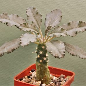 dorstenia-lavrani-a