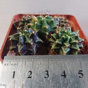 Gymnocalycium mihanovichii