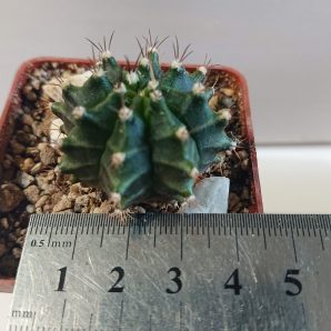 Gymnocalycium mihanovichii