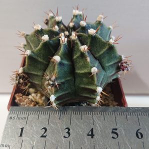 Gymnocalycium mihanovichii