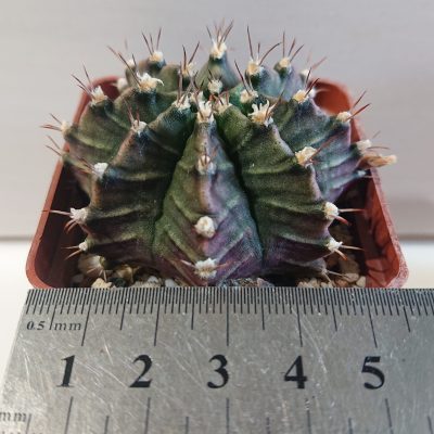 Gymnocalycium mihanovichii - Зображення 2