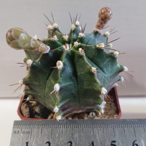 Gymnocalycium mihanovichii