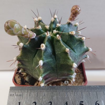 Gymnocalycium mihanovichii
