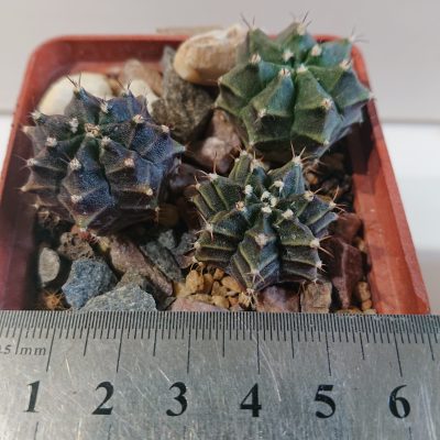 Gymnocalycium mihanovichii - Зображення 2